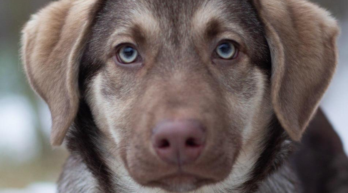 Chiens à adopter